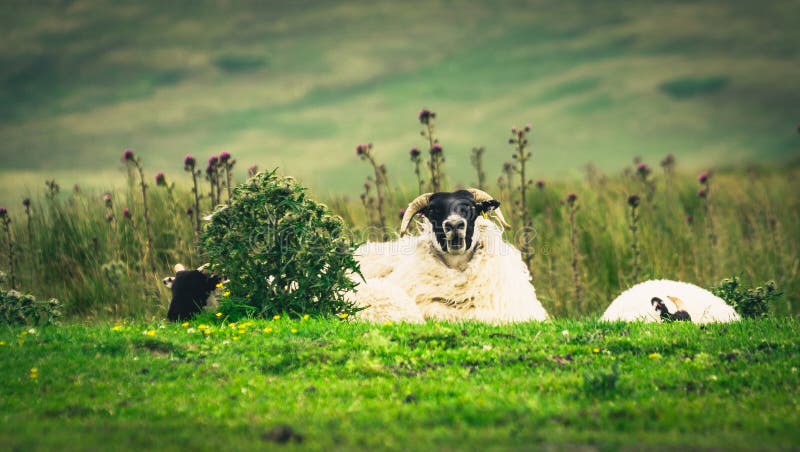 Scottish Blackface sheep royalty free stock images Scottish Blackface sheep royalty free stock images