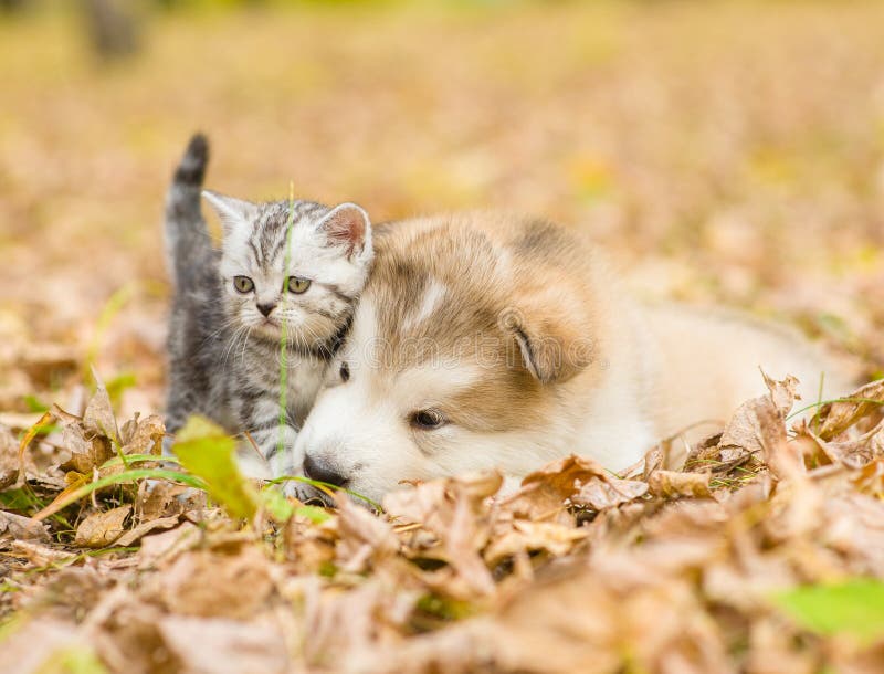 Scottish cat and alaskan malamute puppy dog together in autumn p