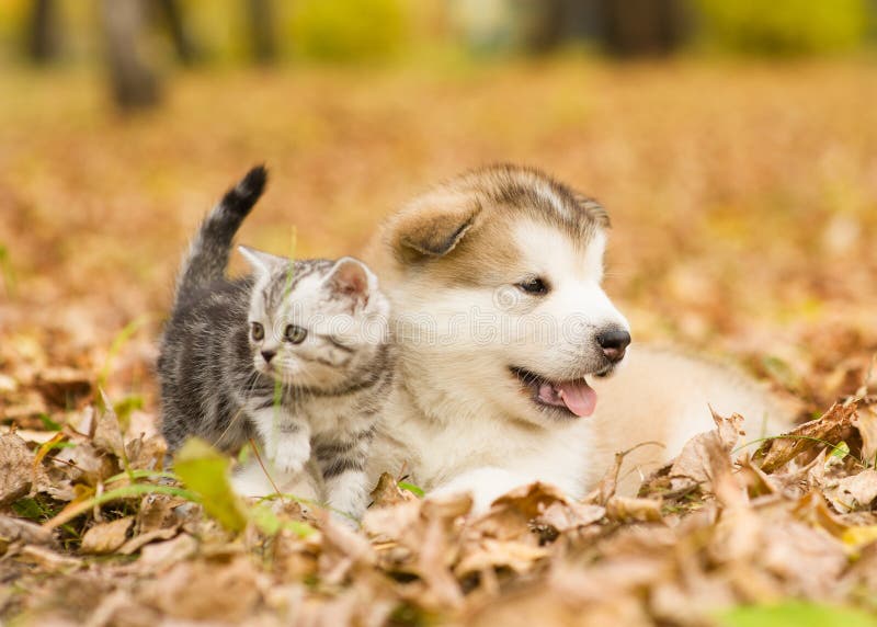 Scottish cat and alaskan malamute puppy dog together in autumn park