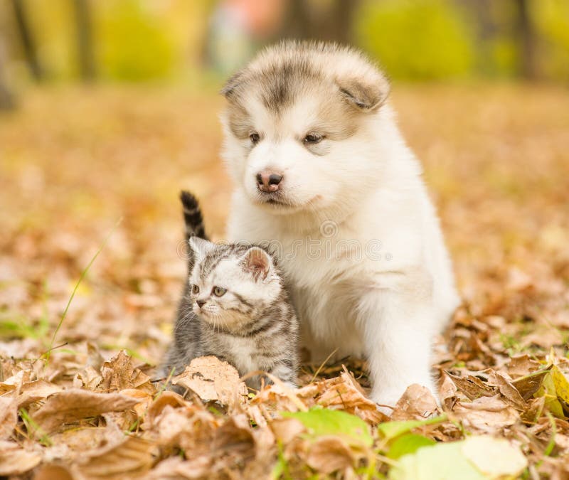 Scottish cat and alaskan malamute puppy dog together in autumn park