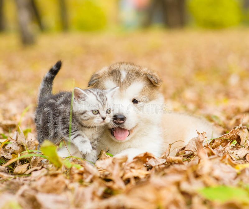 Scottish cat and alaskan malamute puppy dog together in autumn park