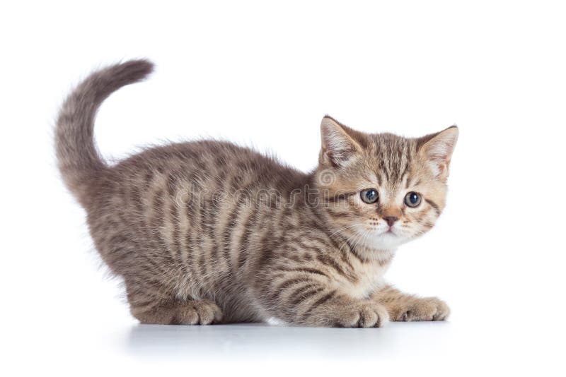 Scottish cat kitten profile side view stock images