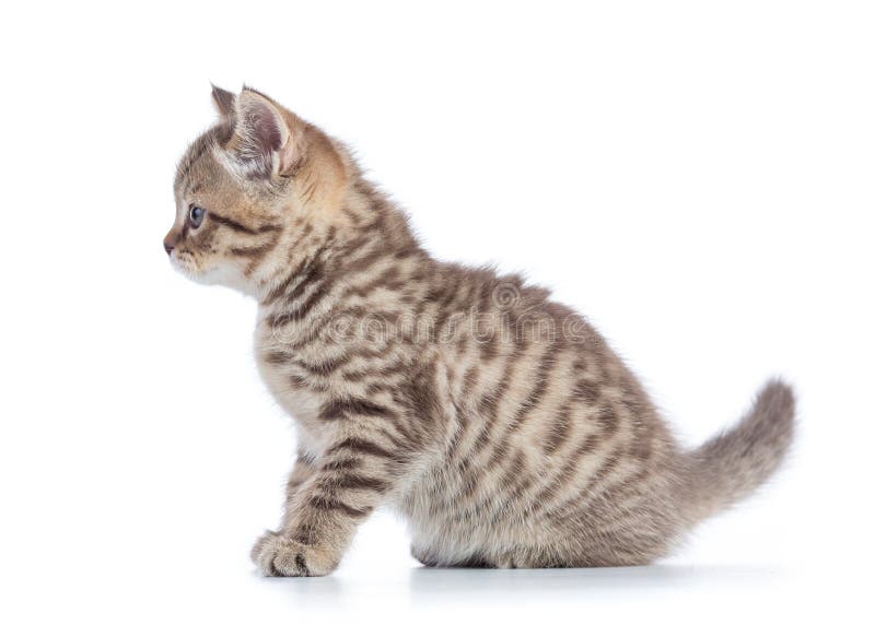 Scottish cat kitten profile side view isolated on white royalty free stock image