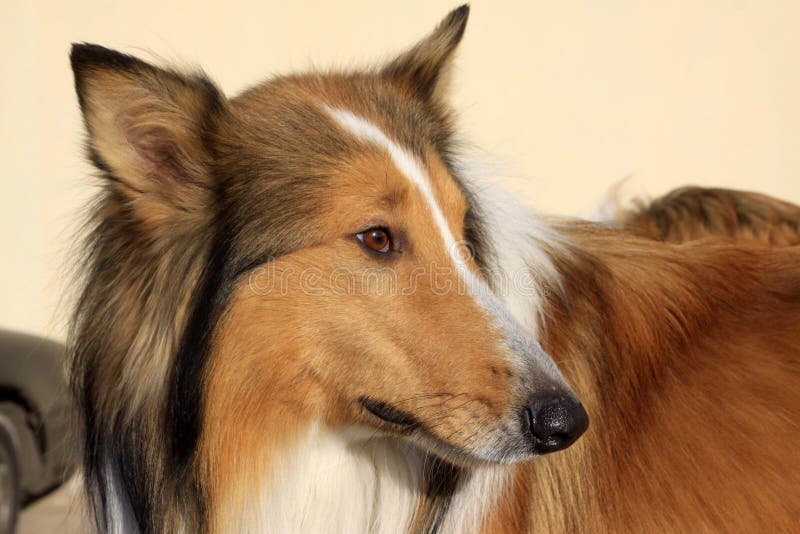 Lassie dog stock image. Image of mouth, furry, drool, whiskers - 4864427