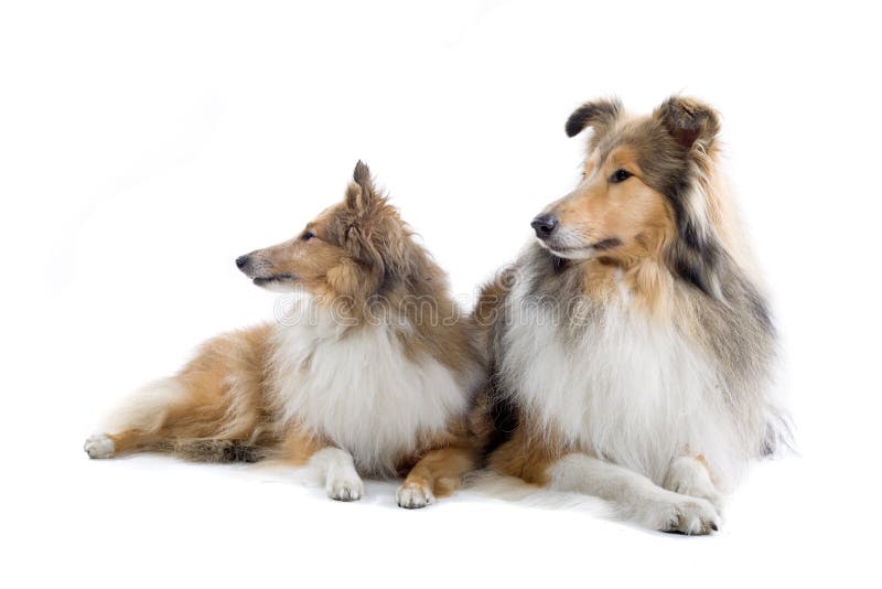 4,445 Lassie Dog Images, Stock Photos, 3D objects, & Vectors