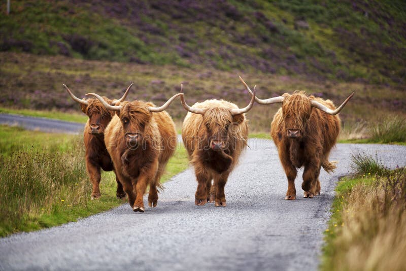 Scottish Cow IV stock image. Image of scottish, highlands - 51541421