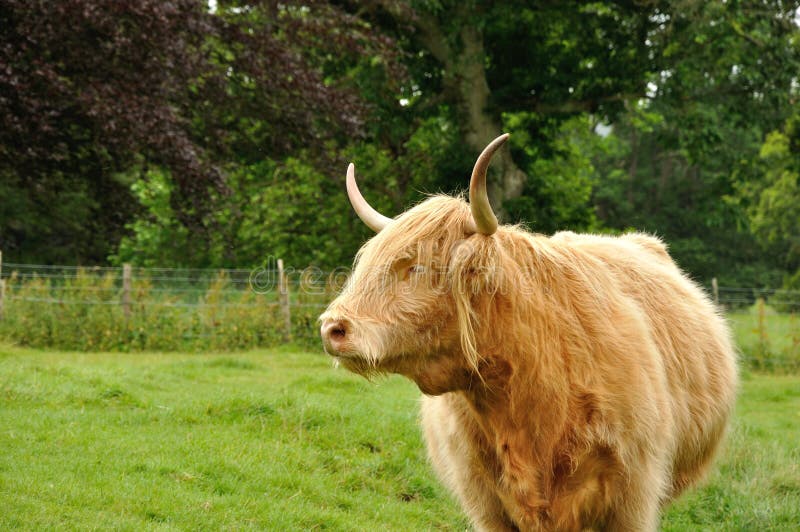 Scottish cow