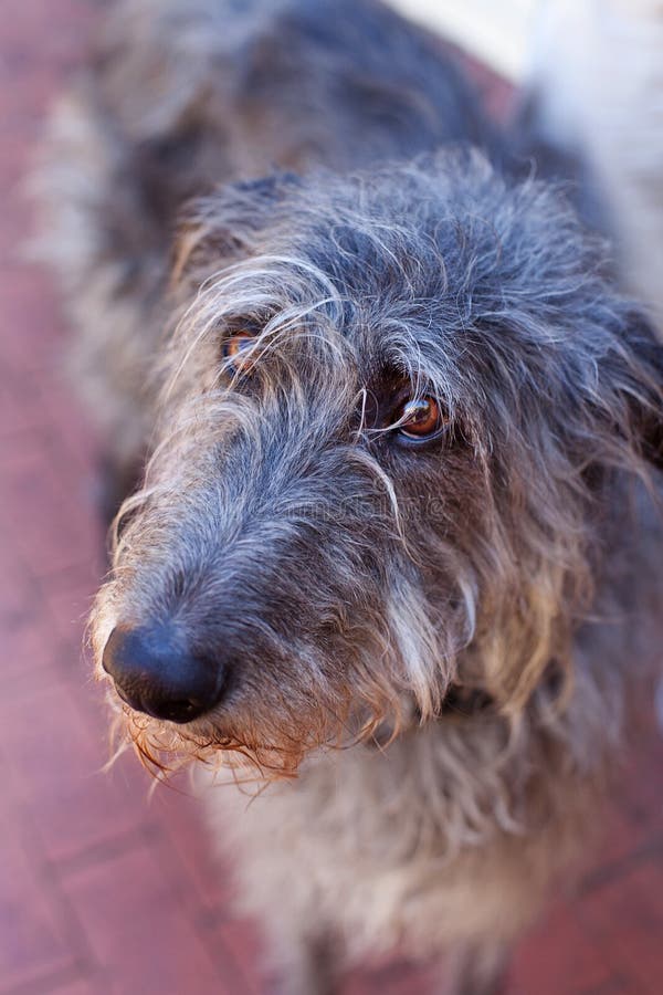 Scottish Deerhound stockbild. Bild von grau, erwachsener