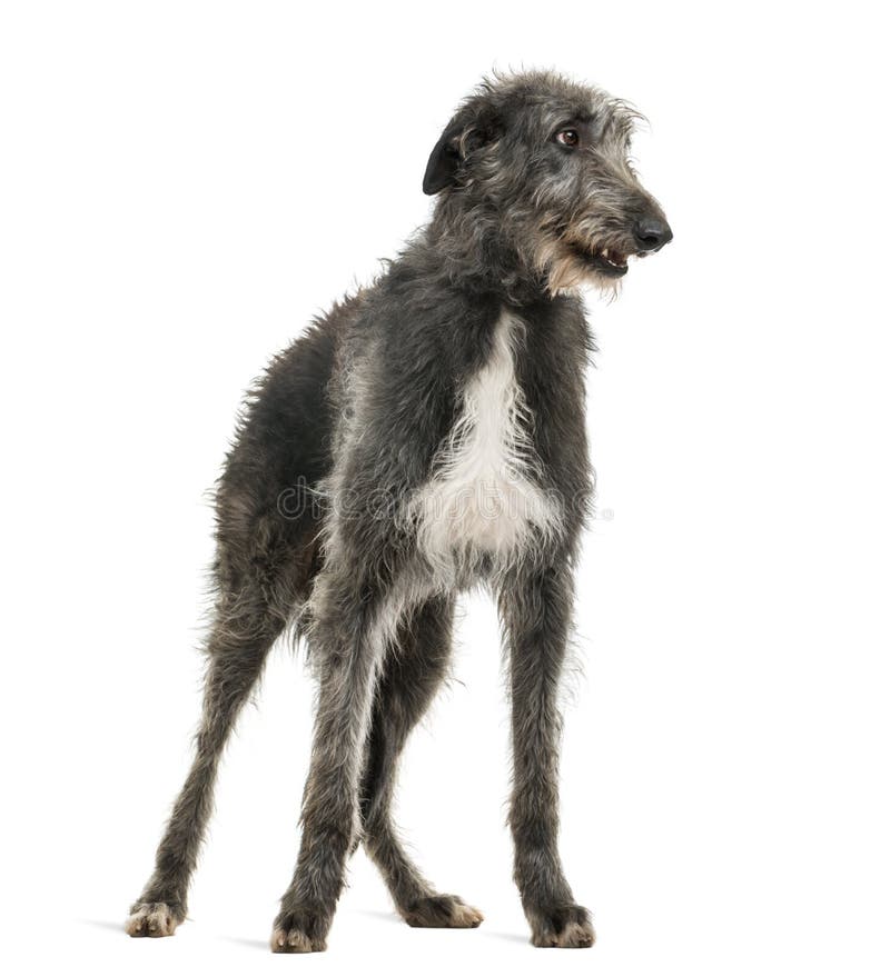 Scottish Deerhound stockbild. Bild von grau, erwachsener