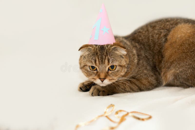 Scottish-Faltenkatze, braune getigerte Katze Erster Geburtstag der Katze lizenzfreie stockfotografie Scottish-Faltenkatze, braune getigerte Katze Erster Geburtstag der Katze lizenzfreie stockfotografie