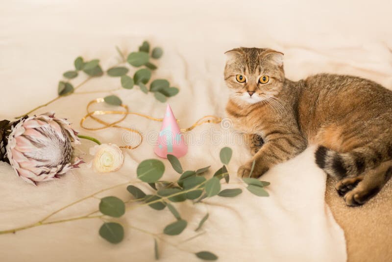Scottish-Faltenkatze, braune getigerte Katze Erster Geburtstag der Katze lizenzfreie stockbilder Scottish-Faltenkatze, braune getigerte Katze Erster Geburtstag der Katze lizenzfreie stockbilder