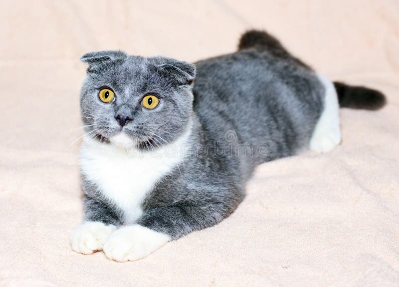 Scottish Fold Bicolor Blue Cat is Lying on a Light Bed Stock Image