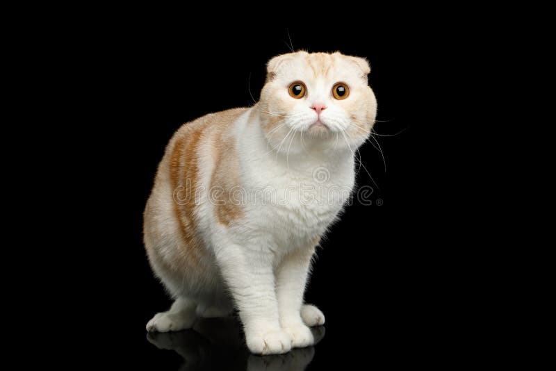 Grumpy face Scottish Fold cat! Cute photo of angry-faced kitten  La  Carmina Blog - Alternative Fashion, Goth Travel, Subcultures