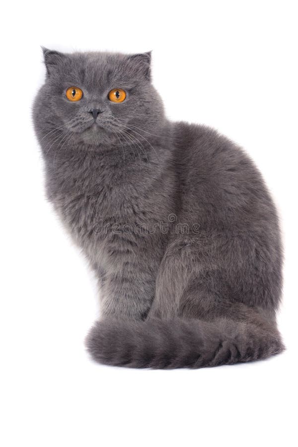 Scottish fold cat