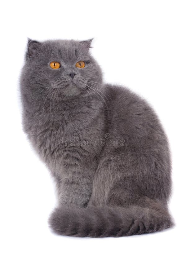 Scottish fold cat