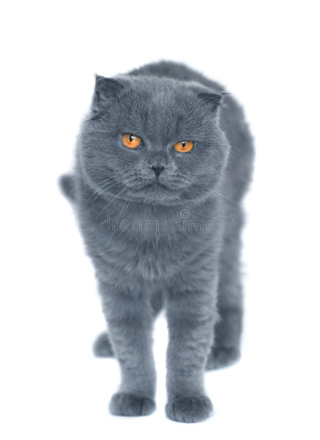 Scottish fold cat