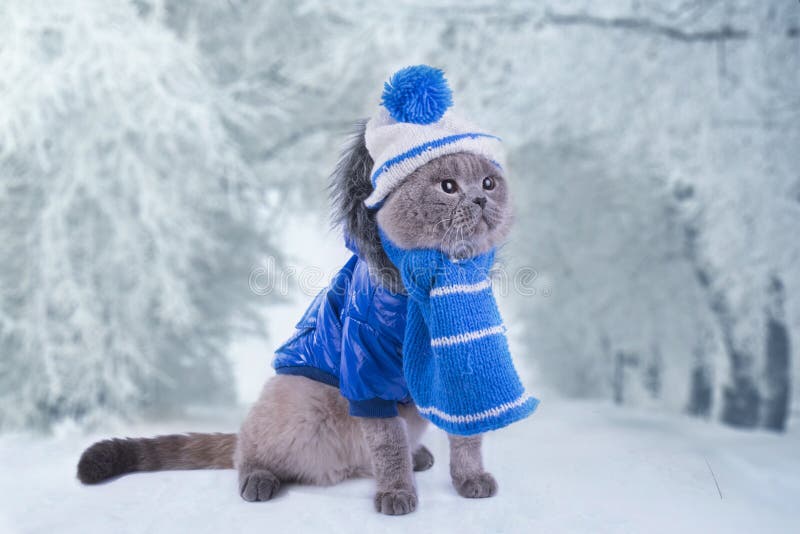 Cat in winter clothes stock photo. Image of studio, sweater 37728782