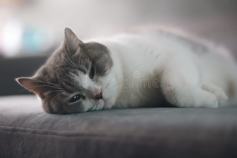 Scottish Fold Cat Sleeping on Sofa in the House. Tabby Cat Resting on
