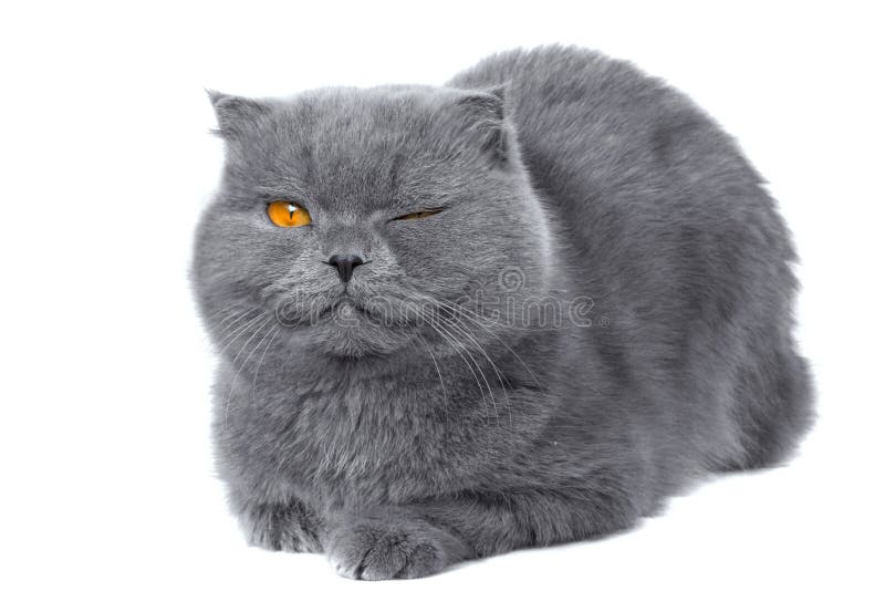 Scottish fold cat wink