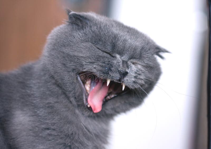 Scottish fold cat yawn