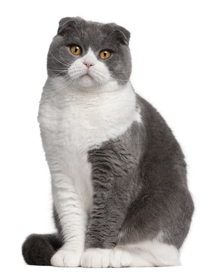 Scottish Fold cat, 1 year old, in front of white background