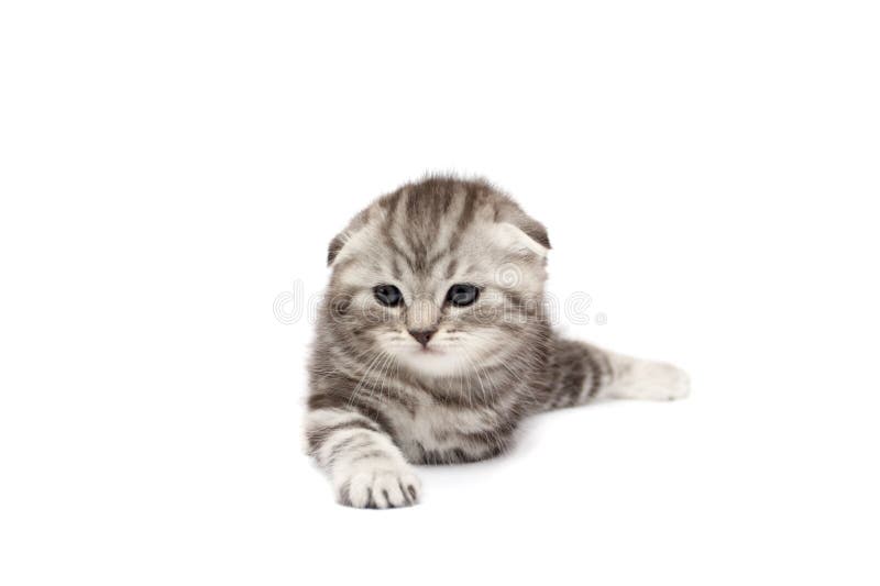 Scottish Fold Cats