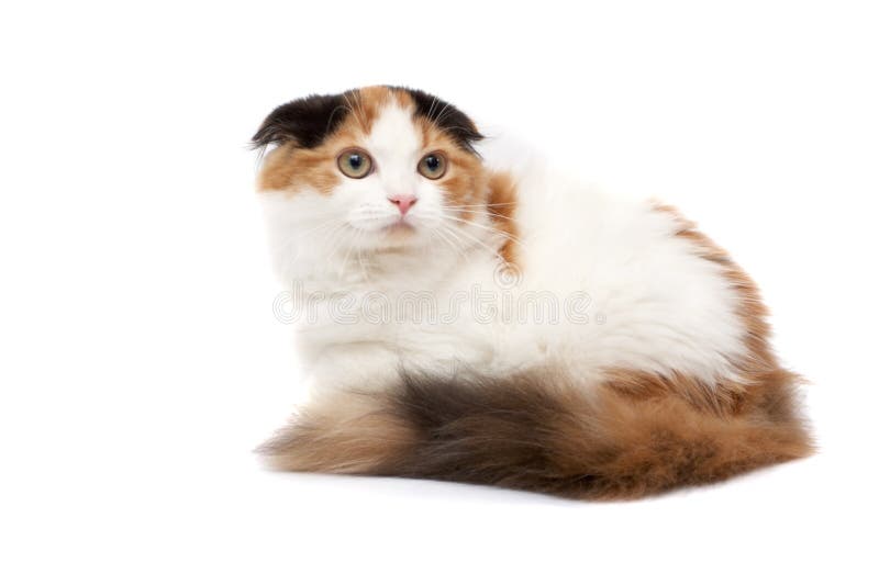 Scottish Fold Cats