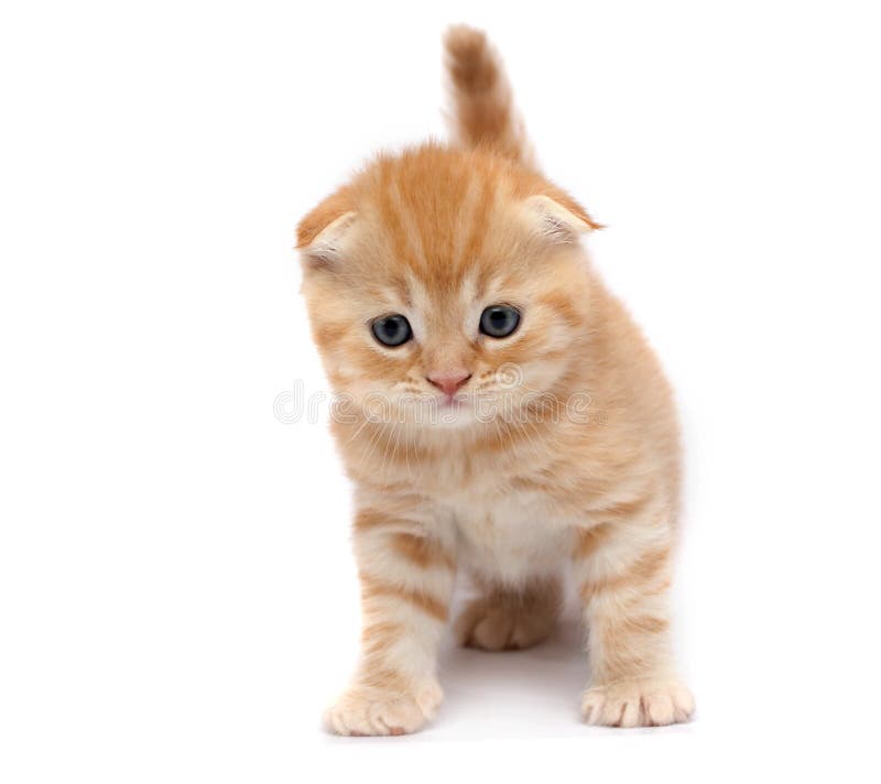 Scottish Fold Cats