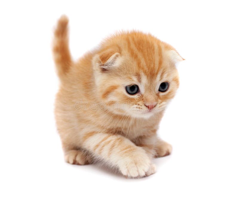 Scottish Fold Cats