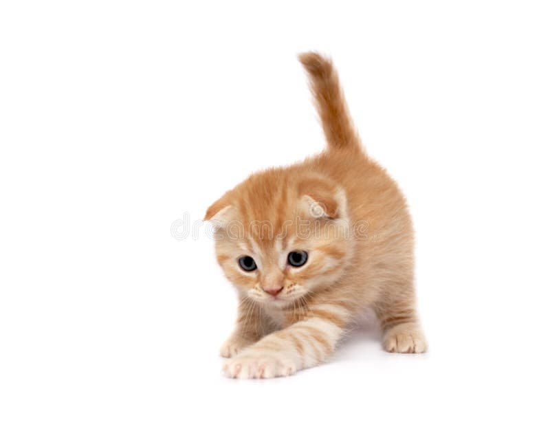 Scottish Fold Cats