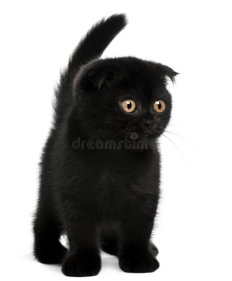 Scottish Fold Kitten, 11 weeks old, standing