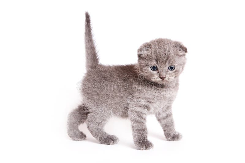 Scottish Fold Kitten