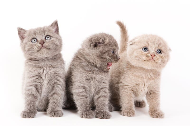 Scottish Fold Kitten