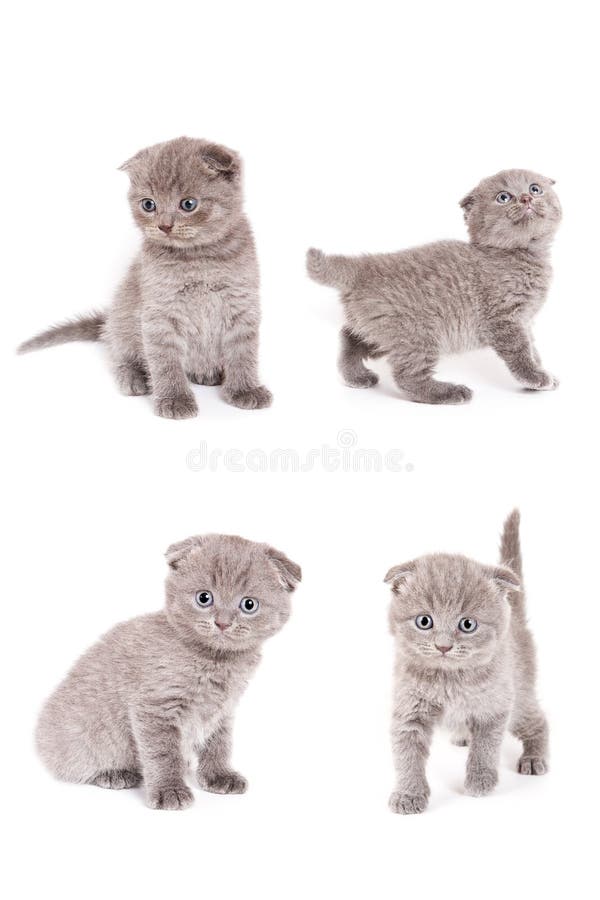 Scottish Fold Kitten