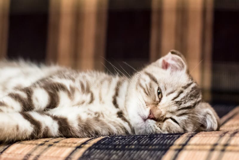 Scottish Fold kitten lying on the couch stock image