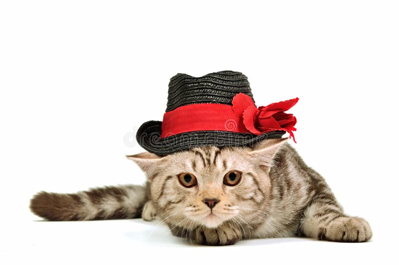 Scottish fold kitten wearing black hat isolated stock photography