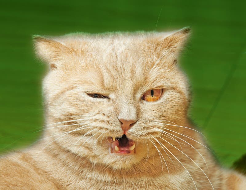 Scottish Fold Cat with Forwardfolded Ears Stock Photo Image of