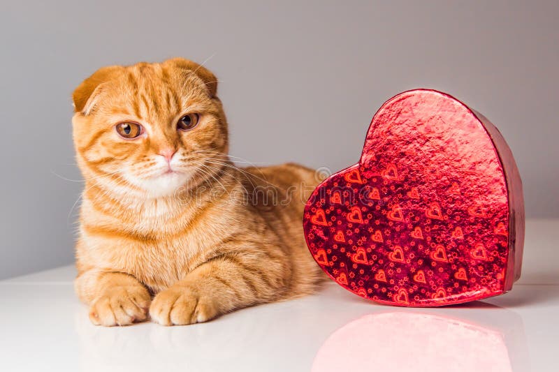 Scottish Fold red cat with red heart box