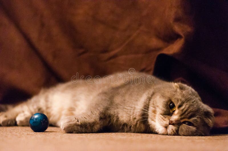 Scottish Folded Ears Cat Lying Down on the Floor Stock Photo Image of