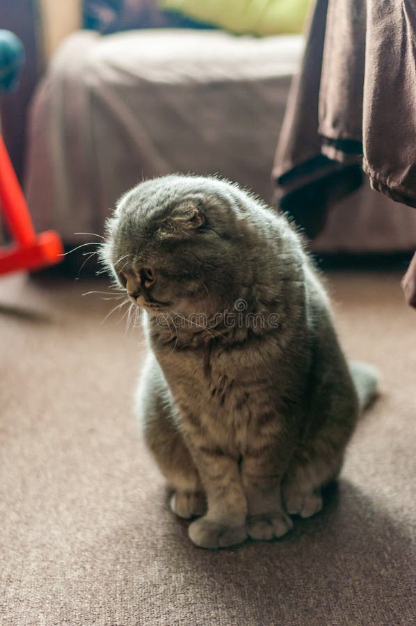 Scottish Folded Ears Cat Lying Down on the Floor Stock Photo Image of