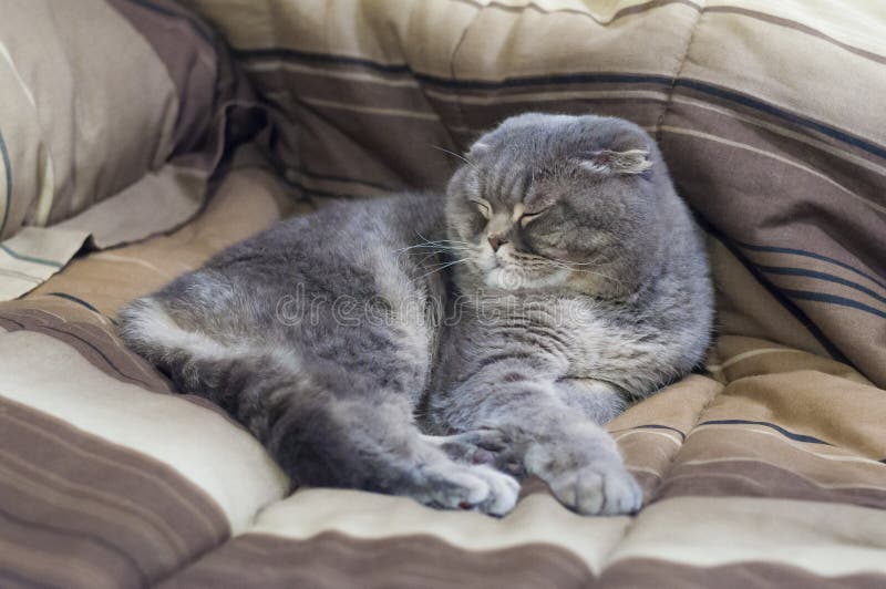 Sleeping Adult Scottish Fold Male Cat Portrait Stock Photo - Image of ...