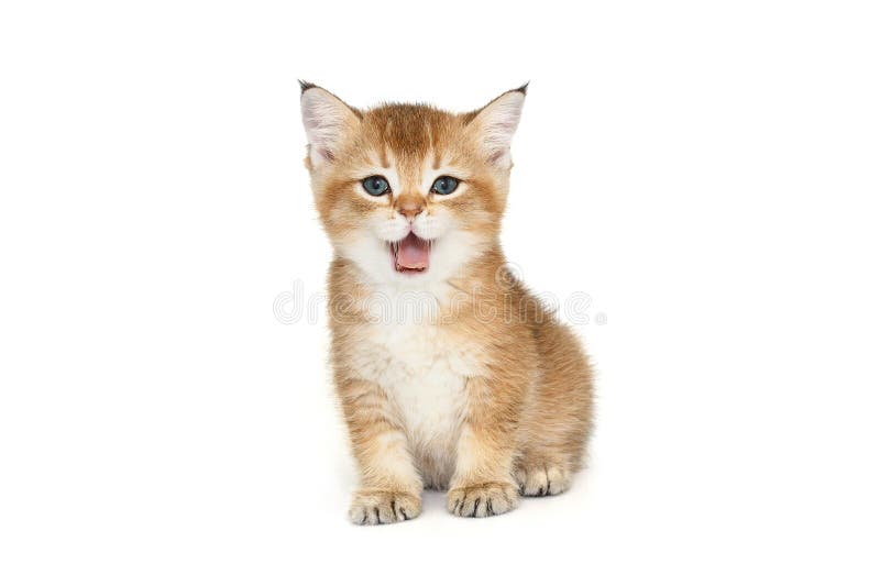 Scottish Ginger Kitten with Blue Eyes Stock Photo Image of mammal, animal 290631656