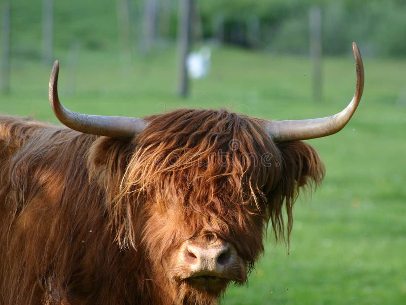 scottish highland cattle images scottish highland cattle images