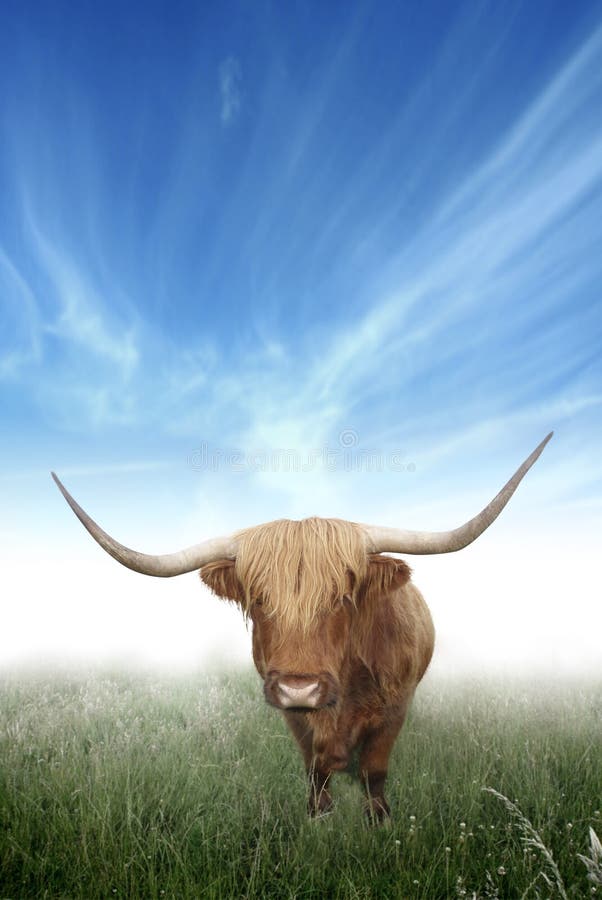 Scottish Highland Hairy Cow