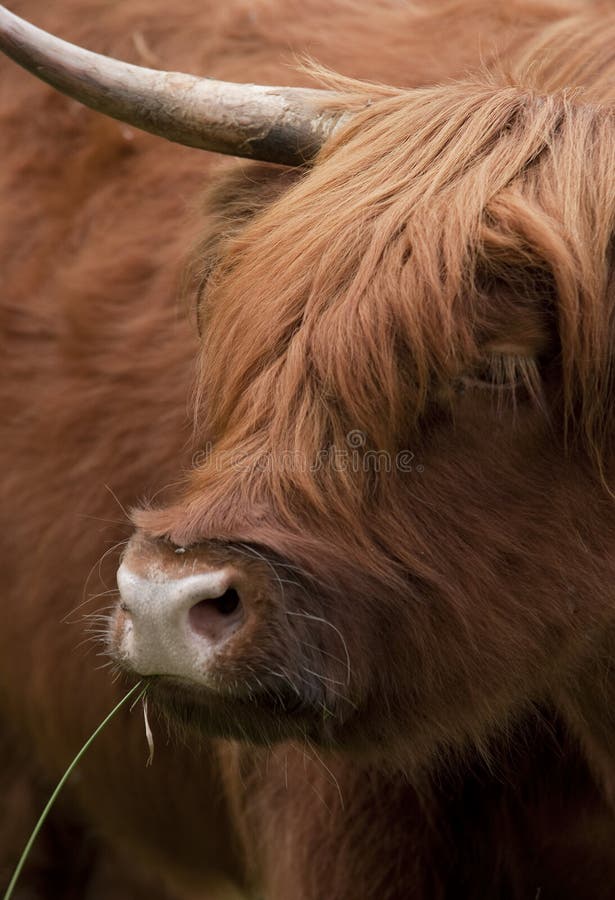 Scottish Highlander