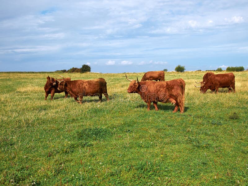 Scottish highlander ox cows