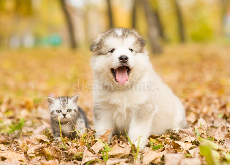 Scottish kitten and alaskan malamute puppy sitting together in autumn park
