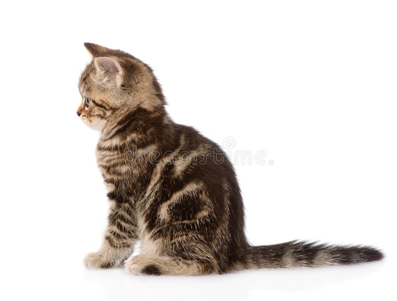 Scottish Kitten In Profile Isolated On White Background Stock Photo Image Of Portrait Adorable