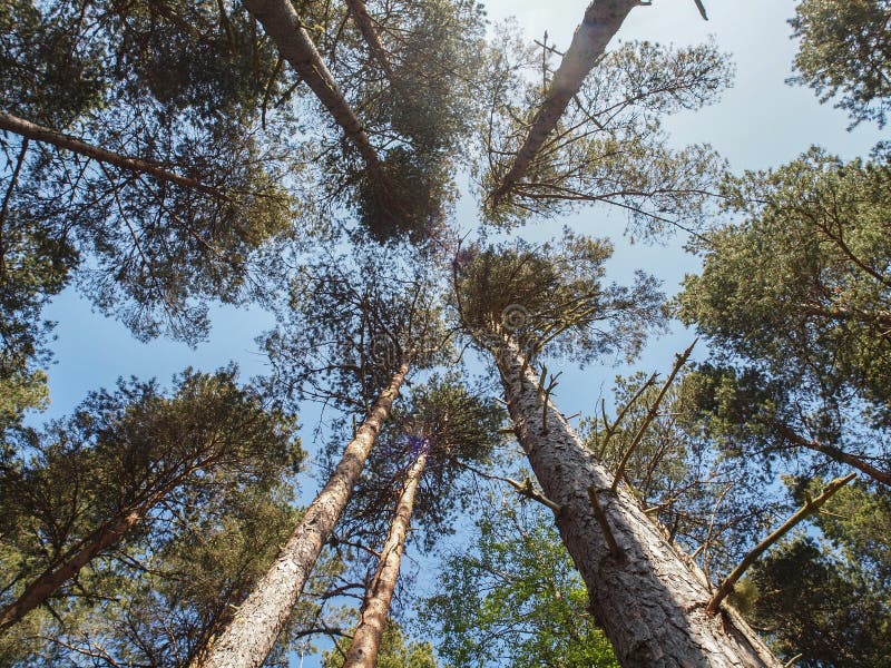 Scottish Pine Trees in Forest