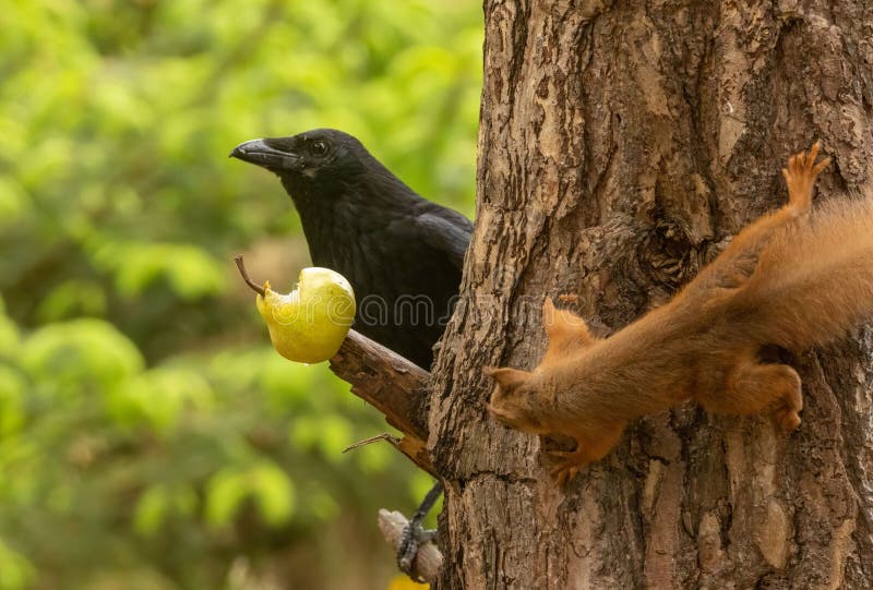 Scottish Red Squirrel Watching a Black Crow Eating a Pear on a Branch